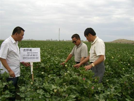 06年7月炮臺試驗(yàn)站曹新成站長在農(nóng)八師121團(tuán)私人農(nóng)場示范地察看.jpg